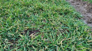 Jęczmień ozimy KWS Higgins - 22.02.2023