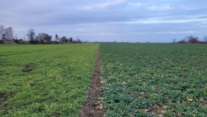 Jęczmień ozimy KWS Higgins - 22.02.2023