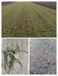 Jęczmień ozimy KWS Kosmos