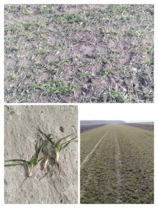 Pszenica ozima Revolver