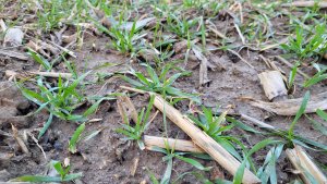 Pszenica ozima SU Tarroca - 22.02.2023