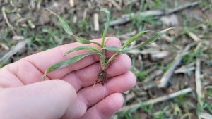 Pszenica ozima SU Tarroca - 22.02.2023