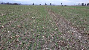 Pszenica ozima SU Tarroca - 22.02.2023