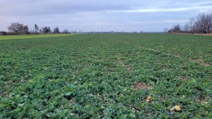 Rzepak ozimy LG Ambassador - 22.02.2023