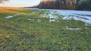 Żyto dańkowskie Dragon 