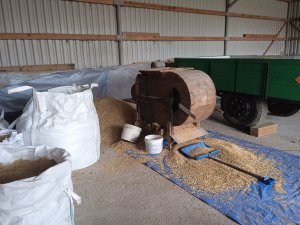 Czyszczenie owsa do siewu.