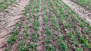 Pszenica Delawar po kukurydzy