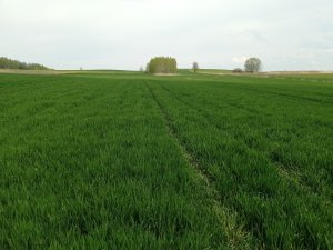 jęczmień ozimy jakubus 