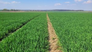 Jęczmień ozimy KWS Higgins - 22.04.2023