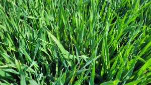 Jęczmień ozimy KWS Higgins - 22.04.2023