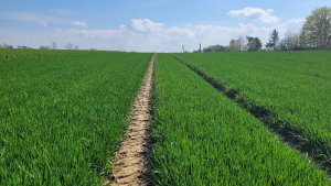 Jęczmień ozimy KWS Higgins - 22.04.2023