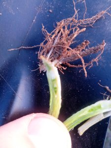 Pszenica Kilimanjaro