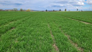 Pszenica ozima RGT Treffer 15.04.2023