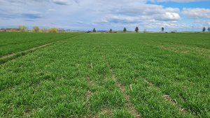 Pszenica ozima SU Tarroca - 15.04.2023