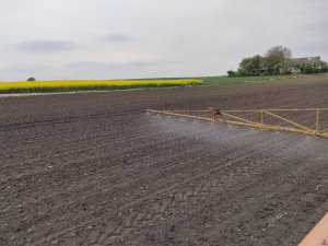 Buraki cukrowe KWS Eliska