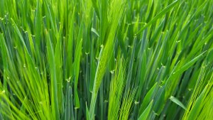 Jęczmień ozimy KWS Higgins - 13.05.2023