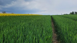 Jęczmień ozimy KWS Higgins - 13.05.2023