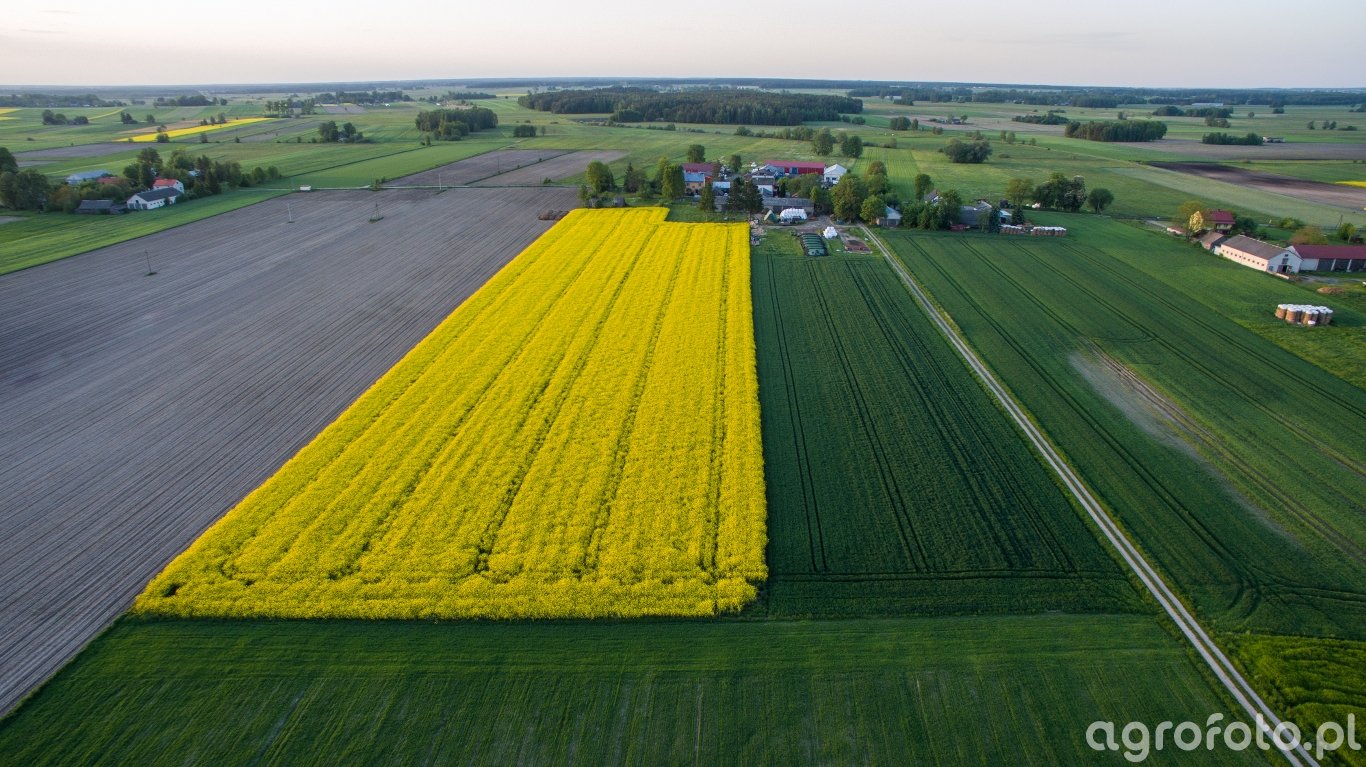 Kukurydza Rzepak Pszenica Zdjęcie Fotka Foto Numer 827209 Galeria Rolnicza Agrofoto 2419