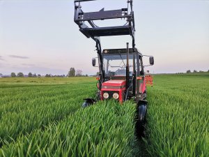 Zetor 7711 w Jęczmieniu KWS Kosmos