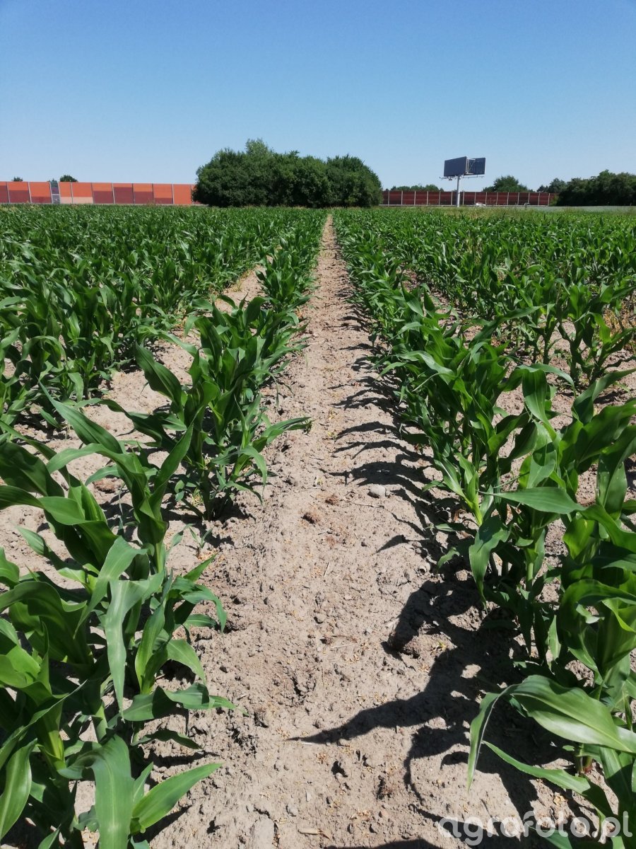 Dkc 3788 - zdjęcie, fotka, foto numer: 827577 - Galeria rolnicza agrofoto