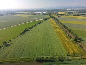 Rzepak ozimy z drona - 18.06.2023