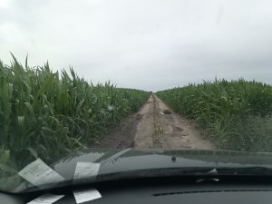 Droga w kukurydzy.