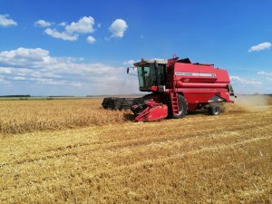 Jęczmień ozimy - Massey Ferguson 34