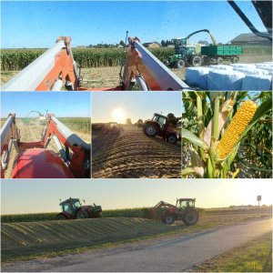 Akcja kiszonka z kukurydzy