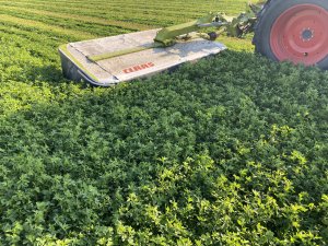 Barenbrug Yellow Jacket