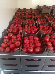 Pomidor czerwony Trioset