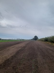 Uprawa  bezorkowa pod żyto