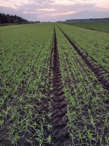 Jęczmień ozimy ,,Midnight"