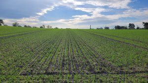 Jęczmień ozimy Julia 14.10.2023