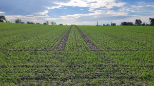 Jęczmień ozimy Julia 14.10.2023