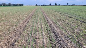 Pszenica ozima Andorre -14.10.2023