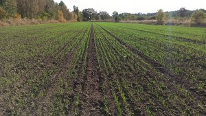 Pszenica ozima Euforia