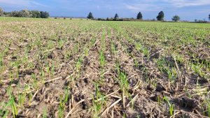 Pszenica ozima RGT Treffer - 14.10.2023