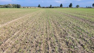 Pszenica ozima SU Tarroca 14.10.2023