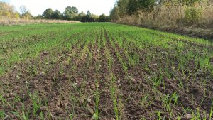 Pszenżyto ozime Carmelo