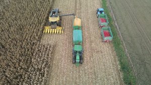 żniwa kukurydziane: new Holland cx 8.80, 7040 i John Deere 7230r