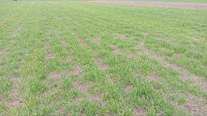 jęczmień ozimy 10.11.2023