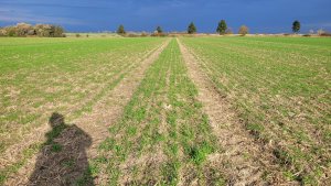 Pszenica ozima - 10.11.2023