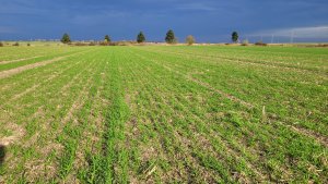 Pszenica ozima Andorre - 10.11.2023