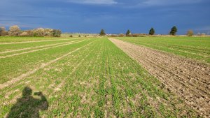 Pszenica ozima SU Tarroca - 10.11.2023