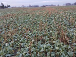 Zmarznięta ognicha w rzepaku.