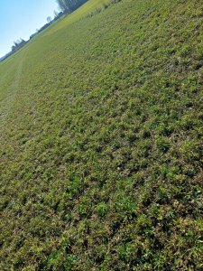 Lucernik