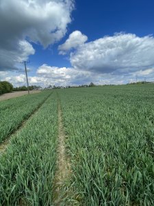 Su Banatus + Euforia