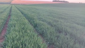 jęczmień jary Laureate 