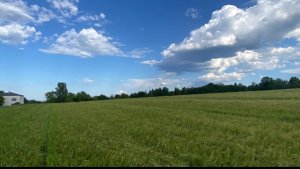 Jęczmień ozimy Bordeaux