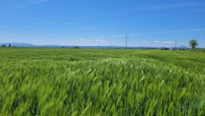 Jęczmień ozimy LG Picasso - 12.05.2024